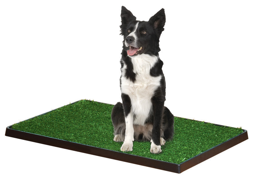 Black and white border collie sitting on the grass patch tray