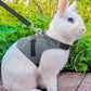 Rabbit Harness & Leash Chest Strap for Safe Walks - Pets Perfect