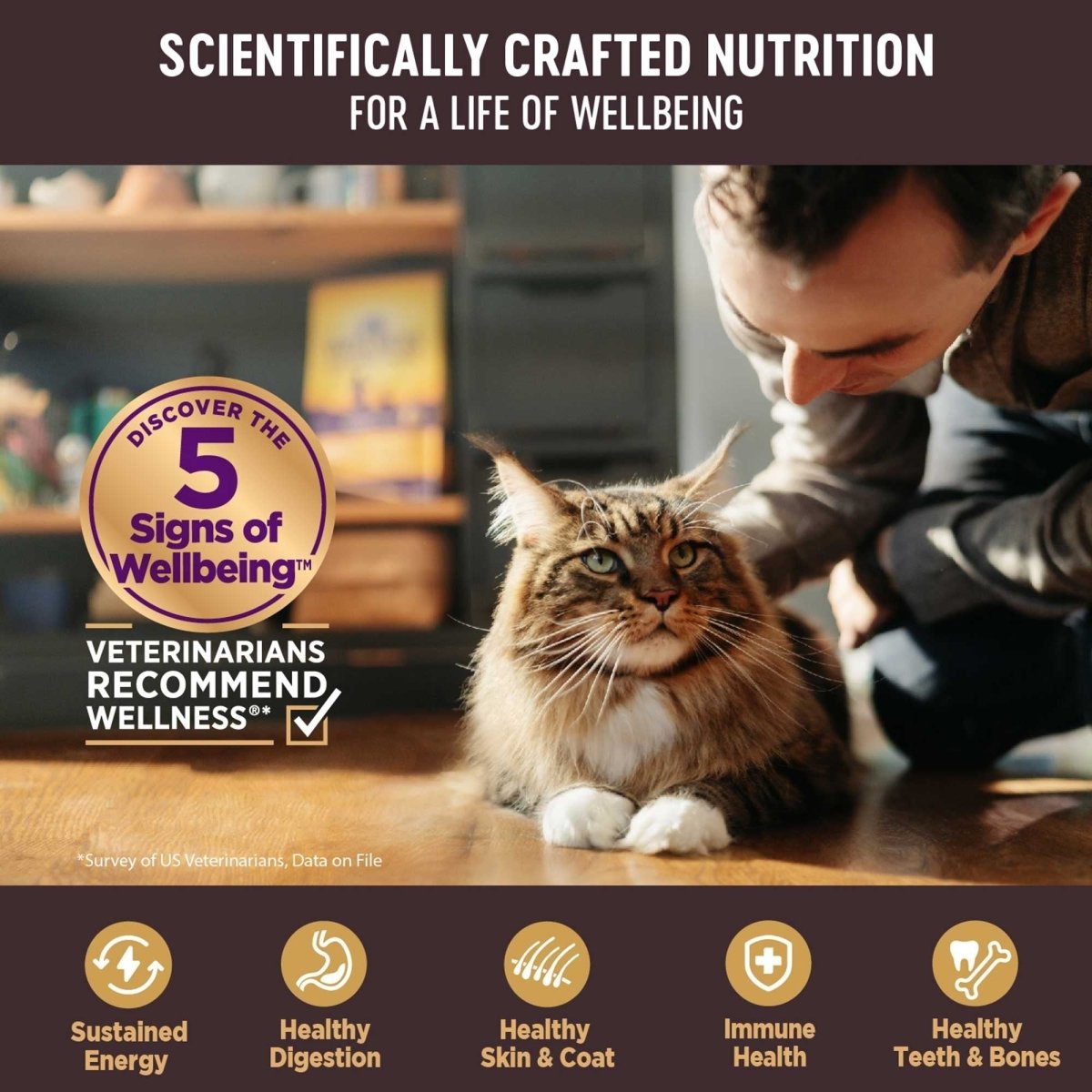 Wellness Cat Core Signature Select Chunky Chicken Salmon Entrée 5.3oz. (Case of 12) - Pets Perfect