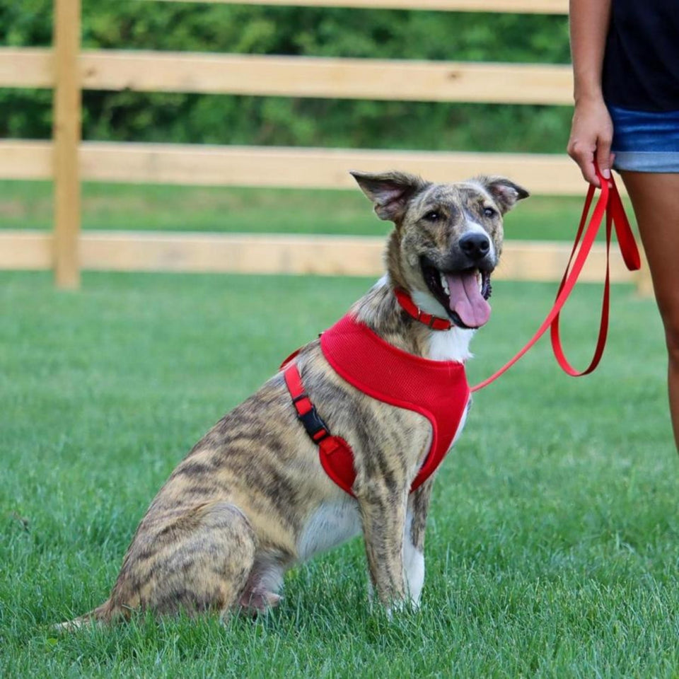Coastal SinglePly Nylon Dog Leash, Red, 3/4 in x 4 ft, view 2