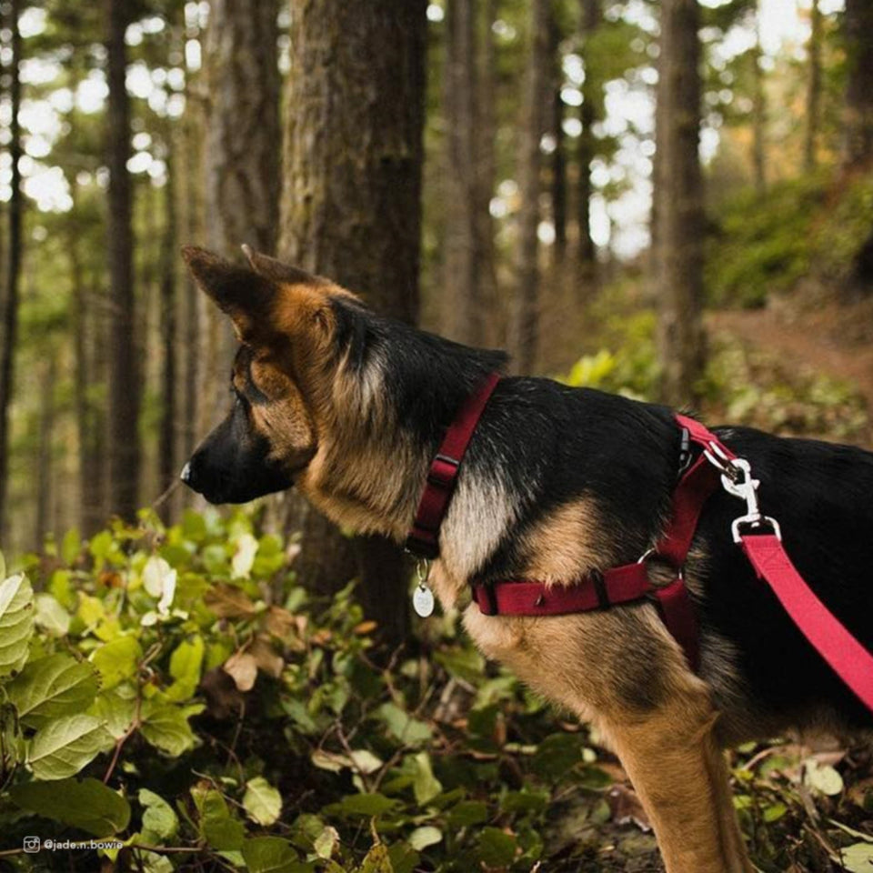 New Earth Soy Adjustable Dog Collar Cranberry, 1ea/3/4 In X 1218 in - Dog Apparel Collar