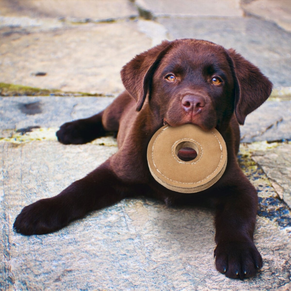 Ethical Pet 6" Dura - Fused Chunkies Ring - Pets Perfect