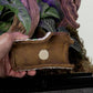Zilla Rapid Sense UV Detecting Decor - Medium Poplar Log
