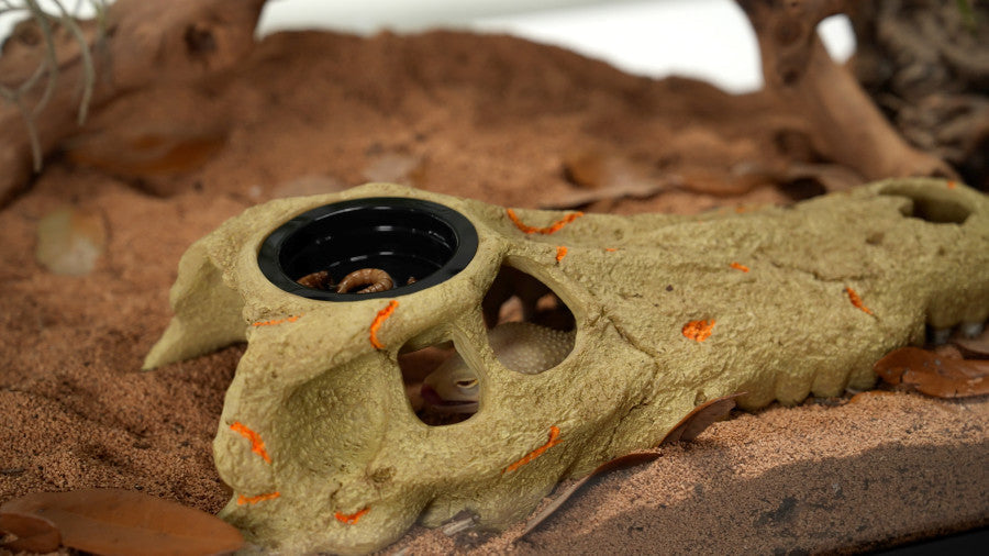 Large Zilla Rapid Sense UV-Detecting Crocodile Skull decor with a gecko inside and mealworms in the feeding dish.