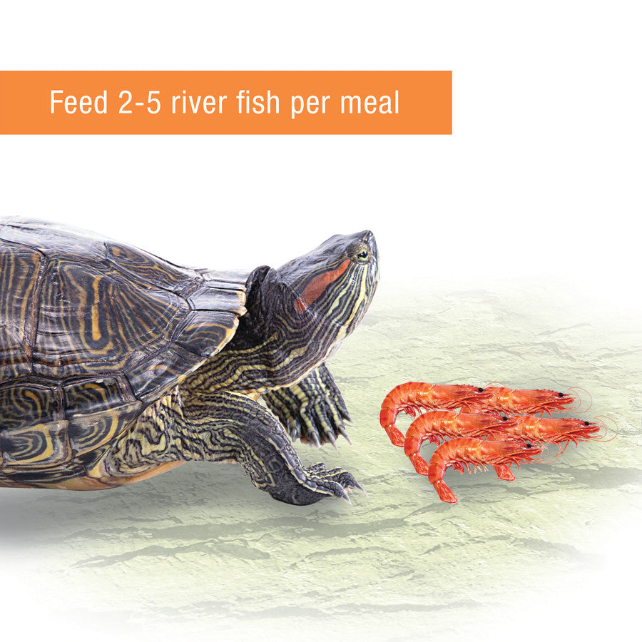 A red-eared slider turtle looks at a pile of four cooked river shrimp on a light green surface.