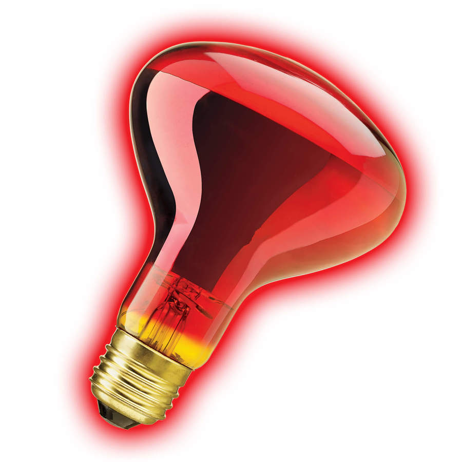 Zilla Incandescent Spot Bulb Night, Red, 75W
