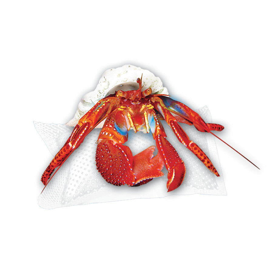 Red hermit crab on a white Zilla Water Pillow, partially in a shell.