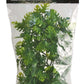 Zoo Med Natural Bush Amazonian Phyllo Plant 18 in Medium