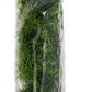 Zoo Med Natural Bush Casuarina Plant - Large (22 in)