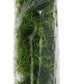 Zoo Med Natural Bush Casuarina Plant - Large (22 in)