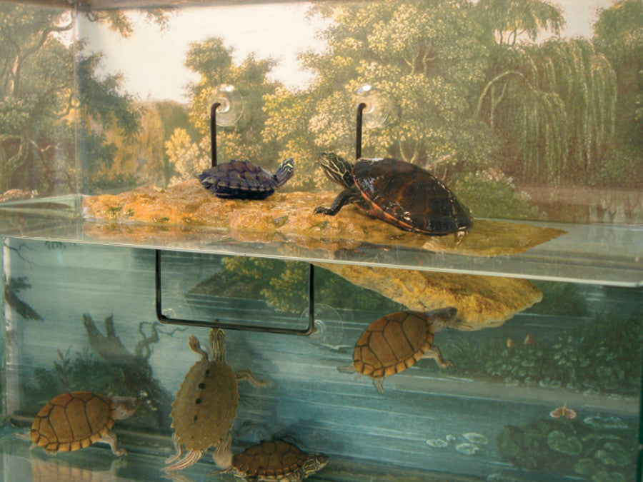 Zoo Med Turtle Dock Basking Platform, Brown Medium