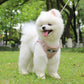 Reflective Nighttime Dog Leash With Stylish Design - Pets Perfect