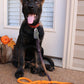 Rope Dog Leash