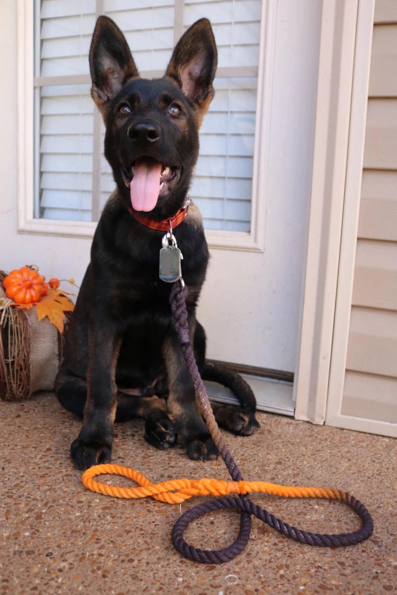 Rope Dog Leash - Pets Perfect
