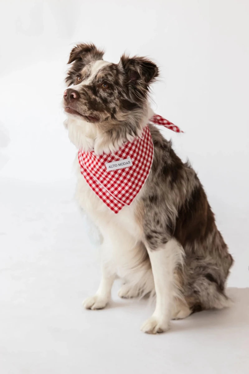 Buddy Dog Bandana - 100% Soft Cotton, Handcrafted by Alto Modas - Pets Perfect