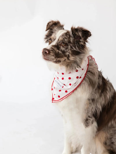 Buddy Dog Bandana - 100% Soft Cotton, Handcrafted by Alto Modas - Pets Perfect