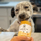 Dog-Safe Peanut Butter Treats - All-Natural Xylitol-Free Spread for Dogs | Original & Pumpkin Flavors