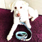 White dog lying on purple carpet with colorful patterned Dog Leash attached, pet supplies from national online pet retailer.