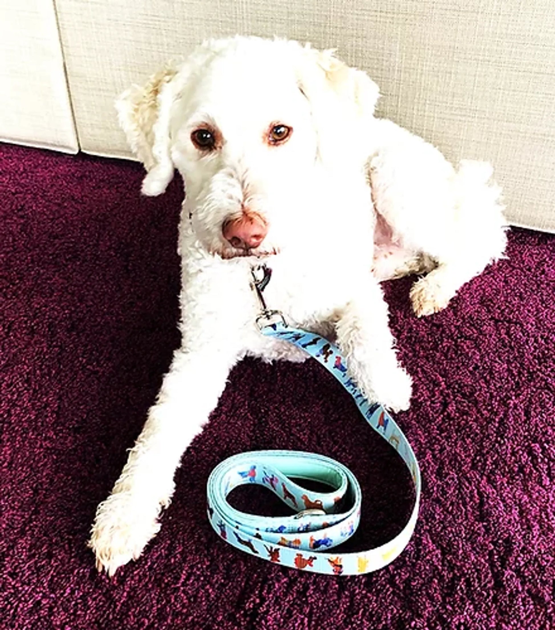 White dog lying on purple carpet with colorful patterned Dog Leash attached, pet supplies from national online pet retailer.