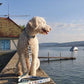 White curly dog sitting by the lake with colorful patterned Dog Leash attached to its collar outdoors.