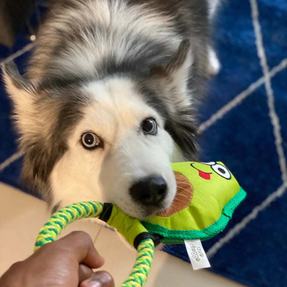 Avo Doggo - Pets Perfect