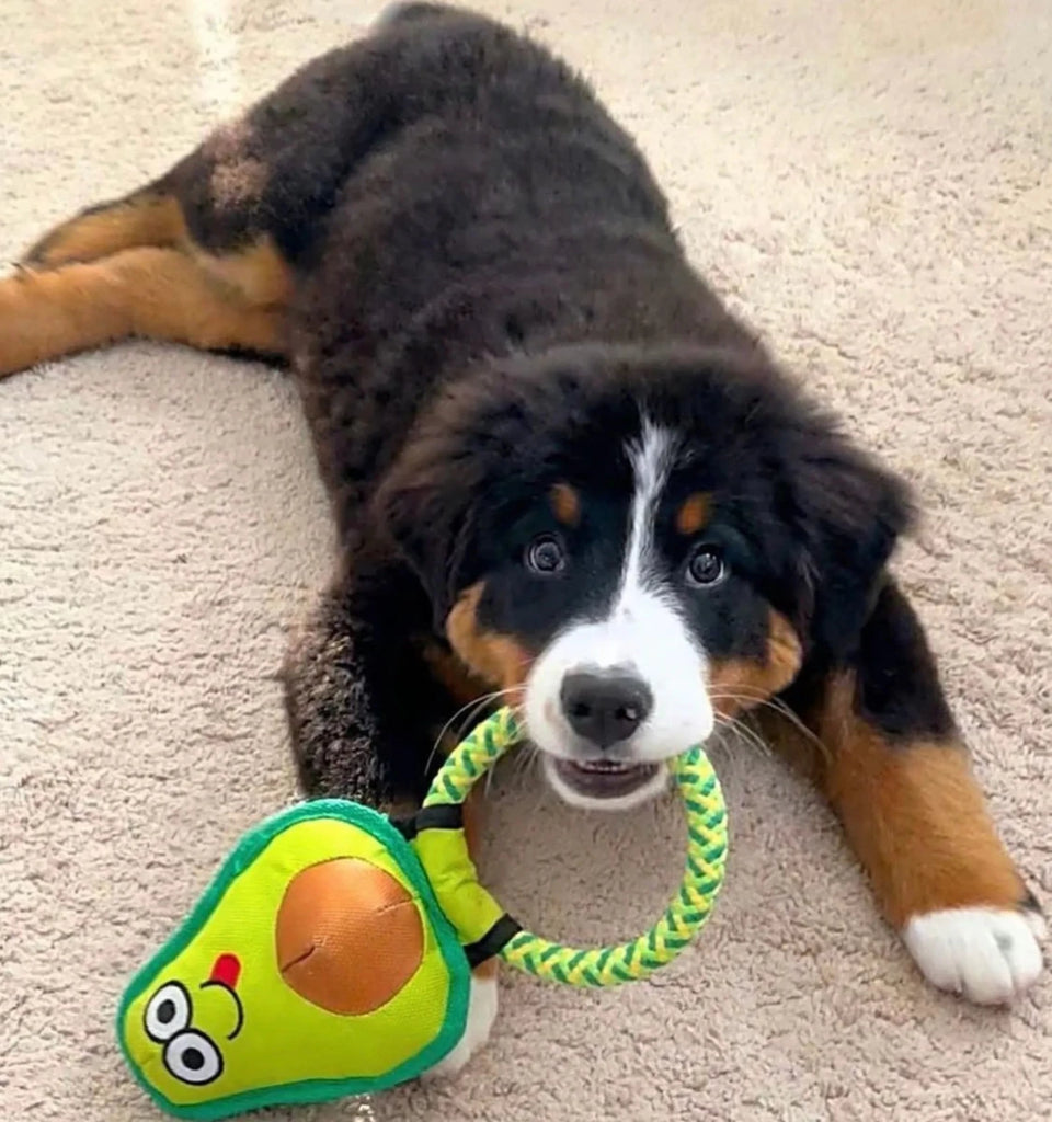Avo Doggo - Pets Perfect