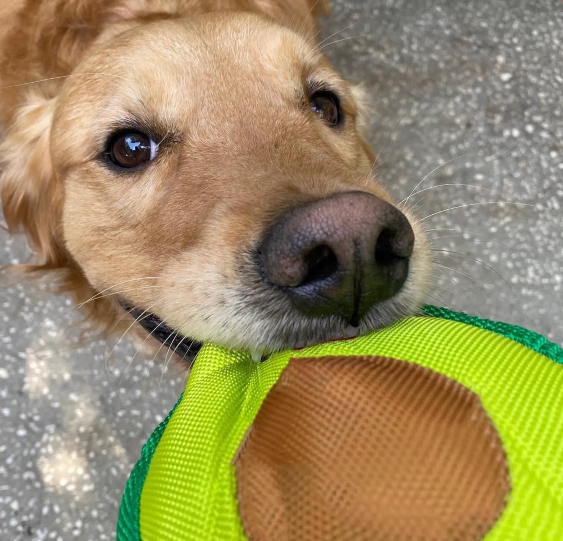 Avo Doggo - Pets Perfect