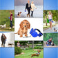 Nightwalk 4.5M Led Light And Waste Bag Dispenser Retractable Dog Leash - Pets Perfect