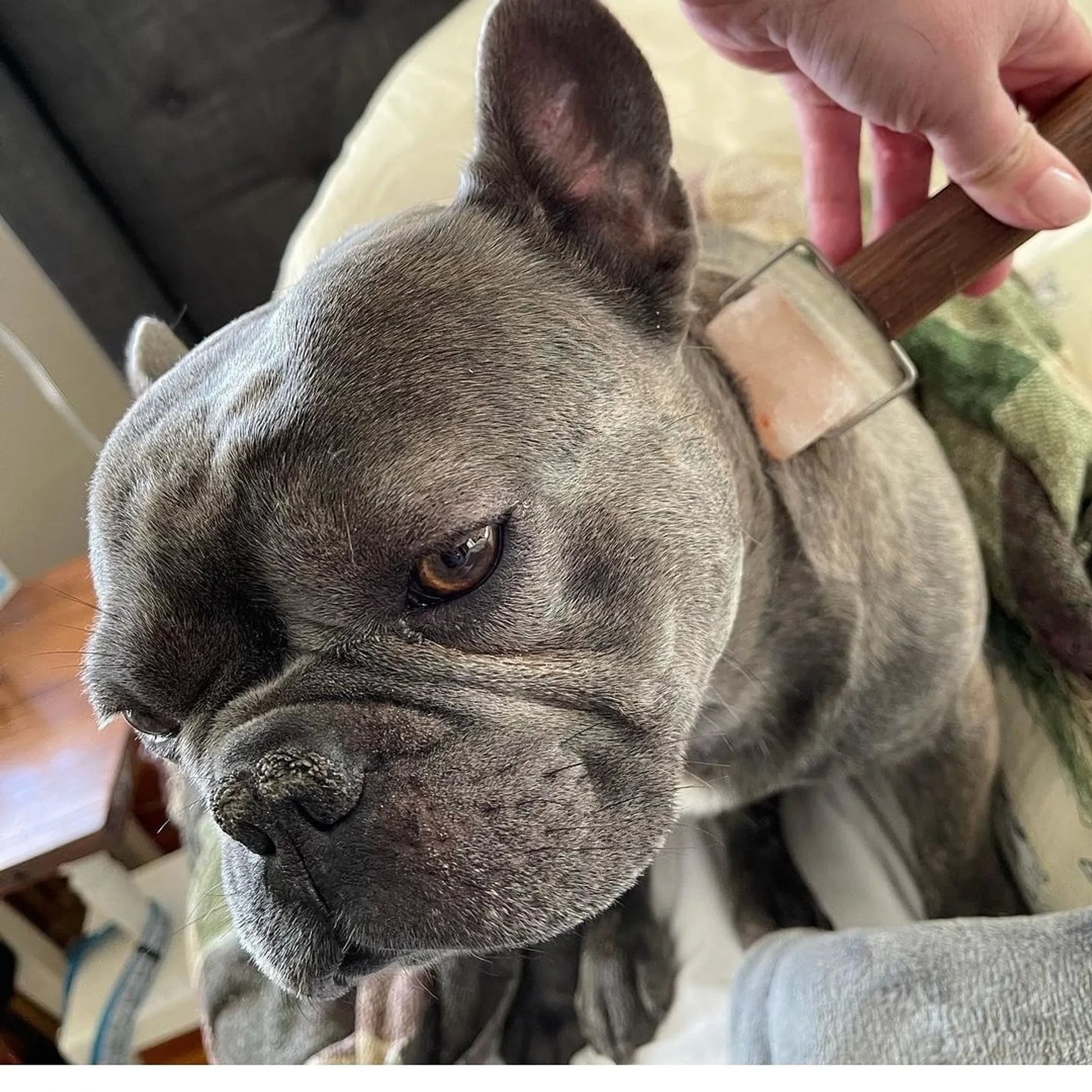 Himalayan Salt Pet Massage Roller - Therapeutic Muscle Relief for Dogs & Horses - Pets Perfect