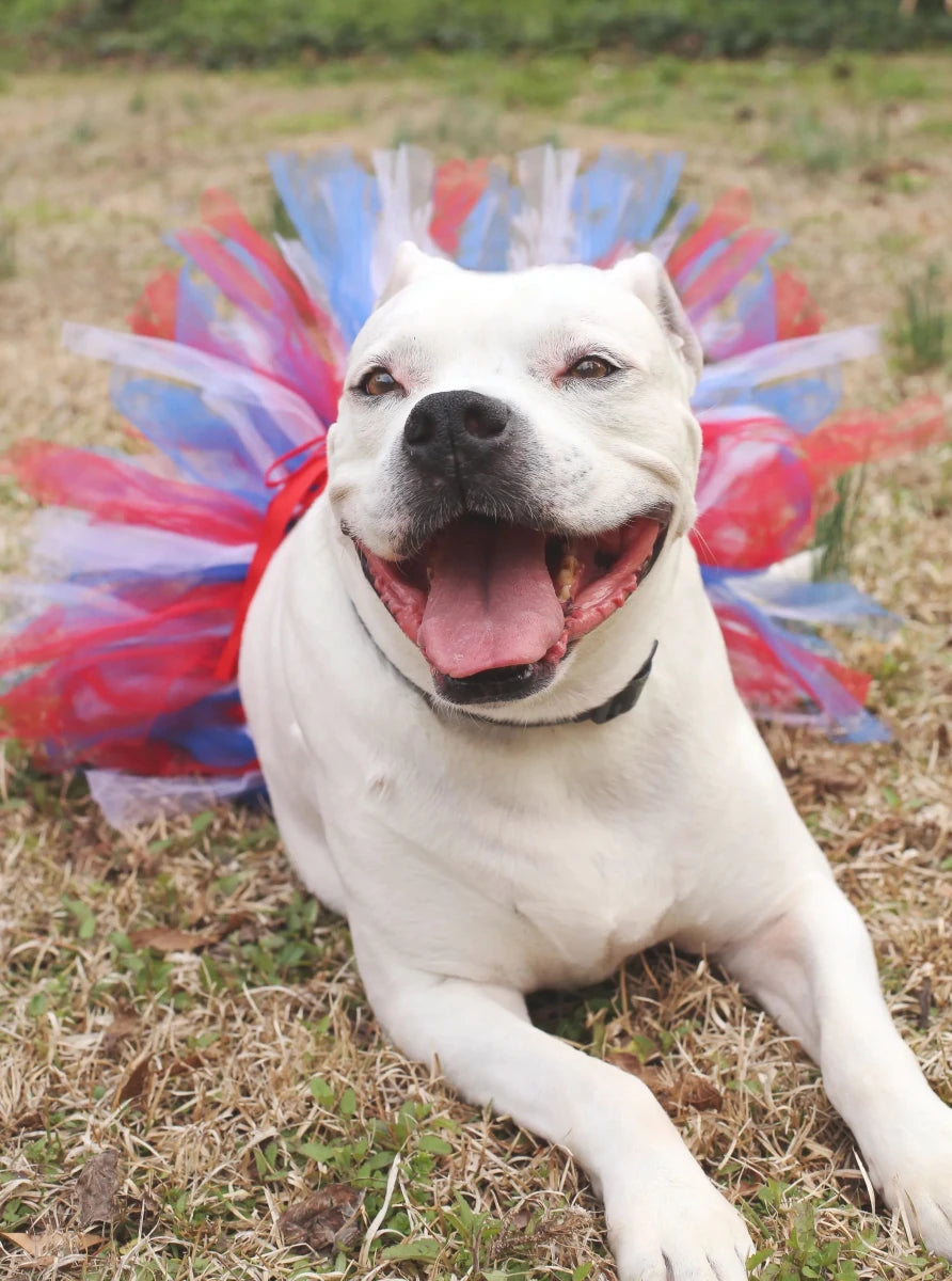 Red White Blue 4th of July Dog Tutu Skirt by Tutu Joli - Pets Perfect