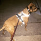 Headlight Harness, Dog Harness with Built In LED Light - Pets Perfect