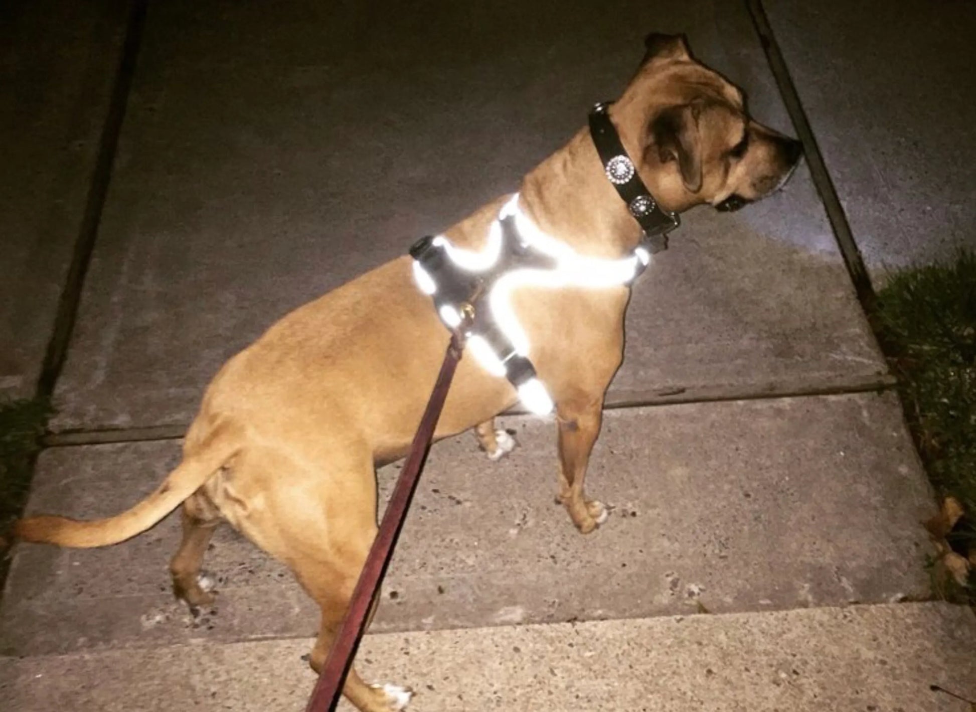 Headlight Harness, Dog Harness with Built In LED Light - Pets Perfect