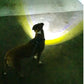 Headlight Harness, Dog Harness with Built In LED Light - Pets Perfect