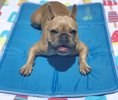 Cool Pet Pad - Pets Perfect