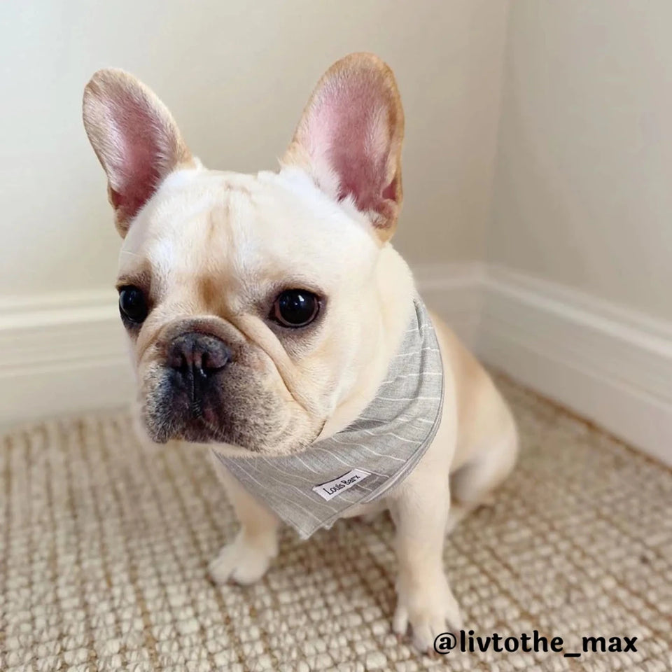 Classic Everyday Bandana, Grey Striped Dog Bandana - Pets Perfect