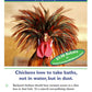 Packaging of Dusting Bath Powder for Poultry featuring a colorful rooster with spiky feathers promoting a rebate offer.