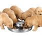 ProSelect Puppy Dish | 11 Inch Dog Bowl for Puppies and Small Dogs
