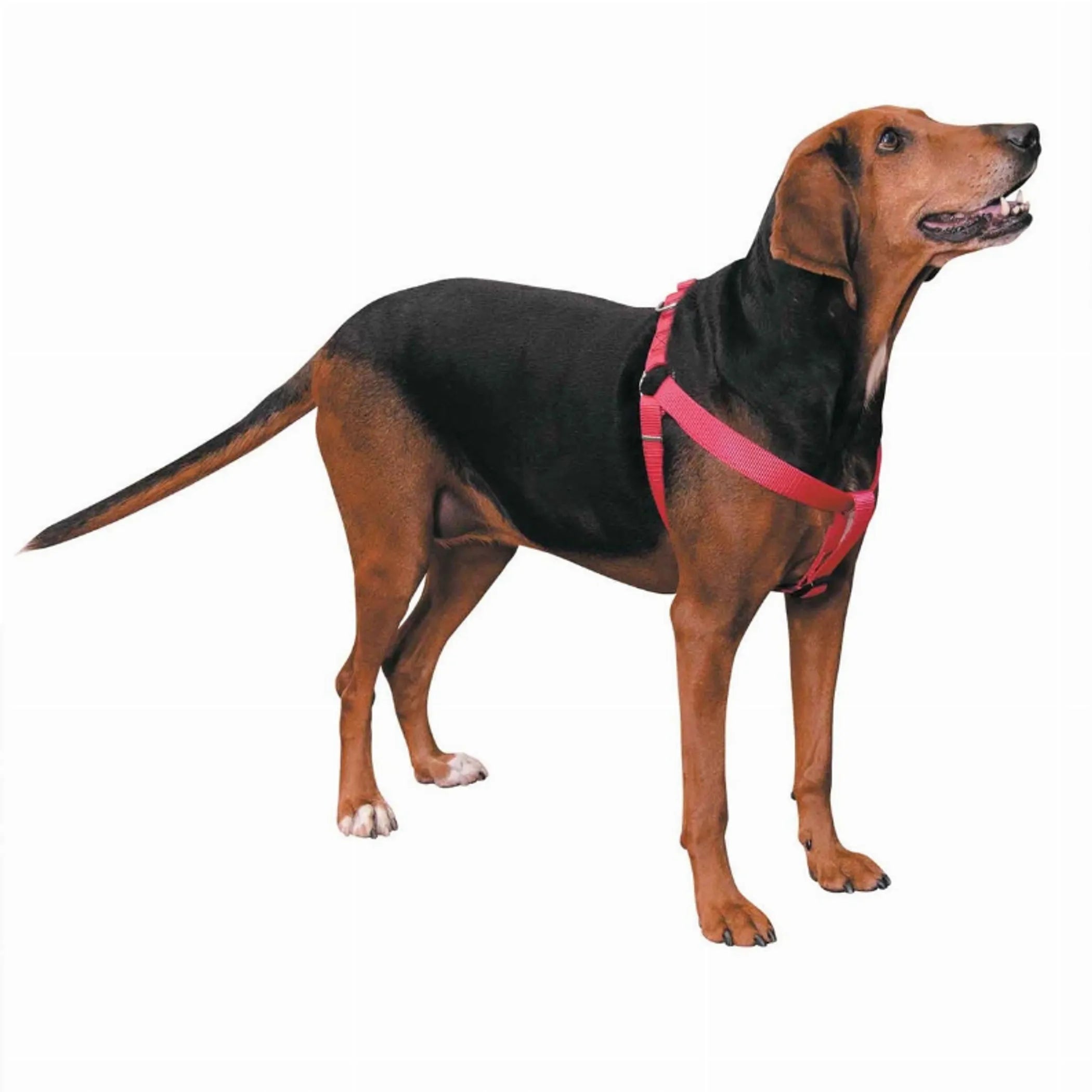 CC Nylon 2 Step Harness 15-25In Blk