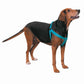 CC Nylon 2 Step Harness 15-25In Blk