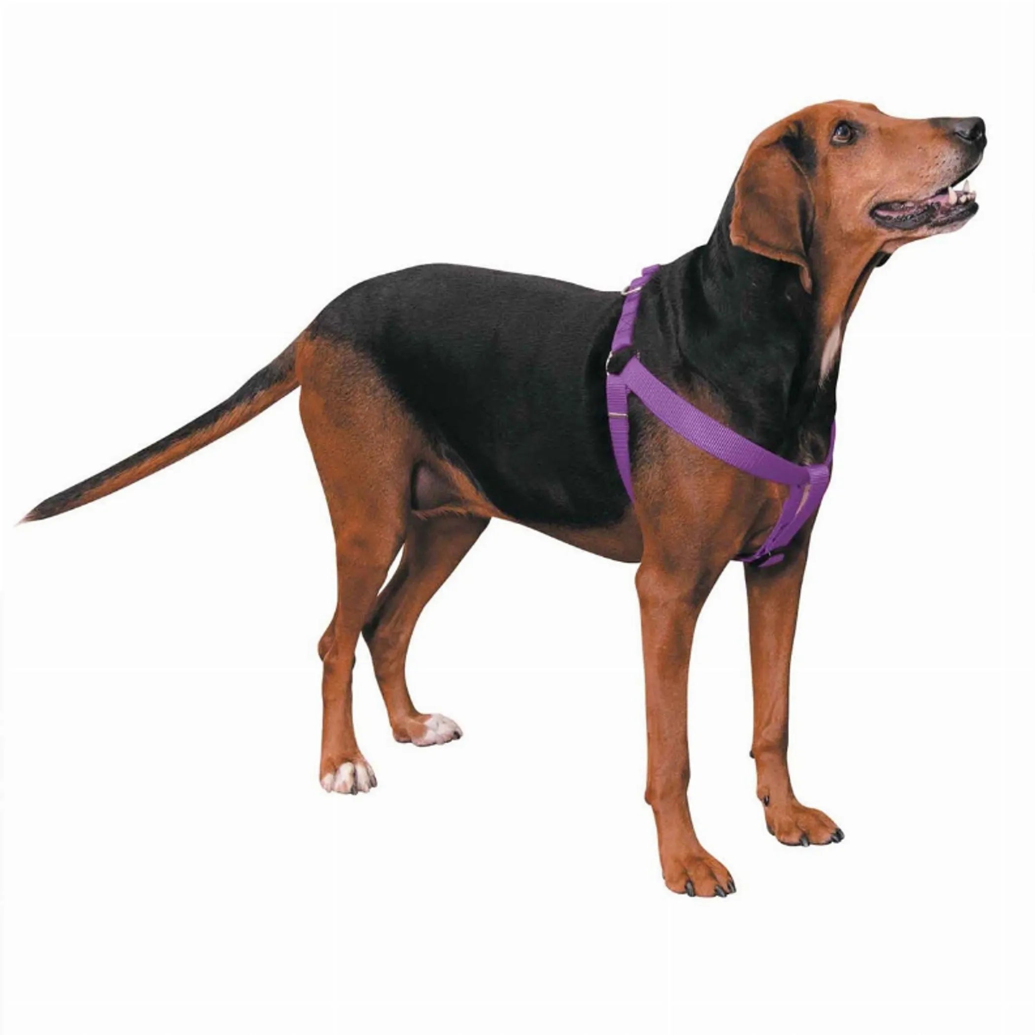 CC Nylon 2 Step Harness 15-25In Blk