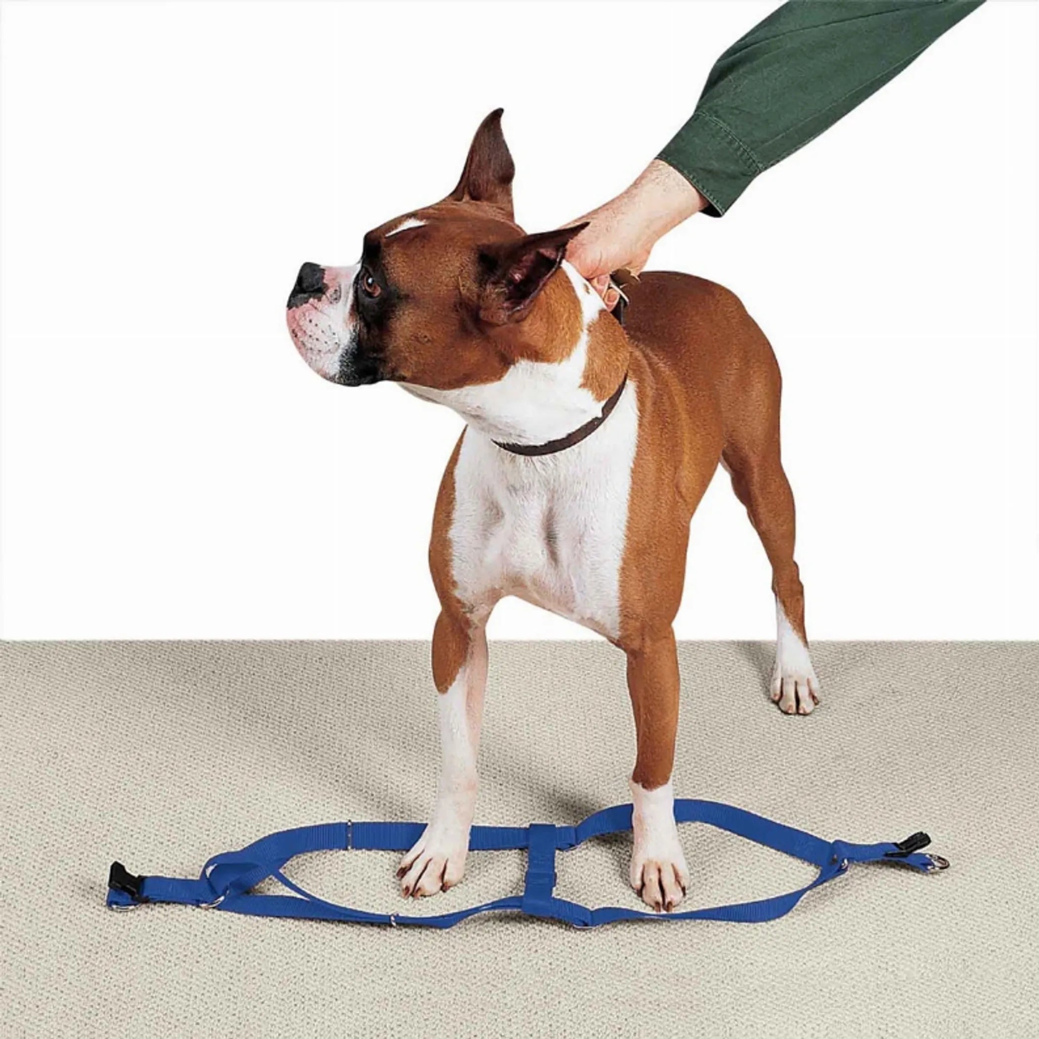 CC Nylon 2 Step Harness 15-25In Blk