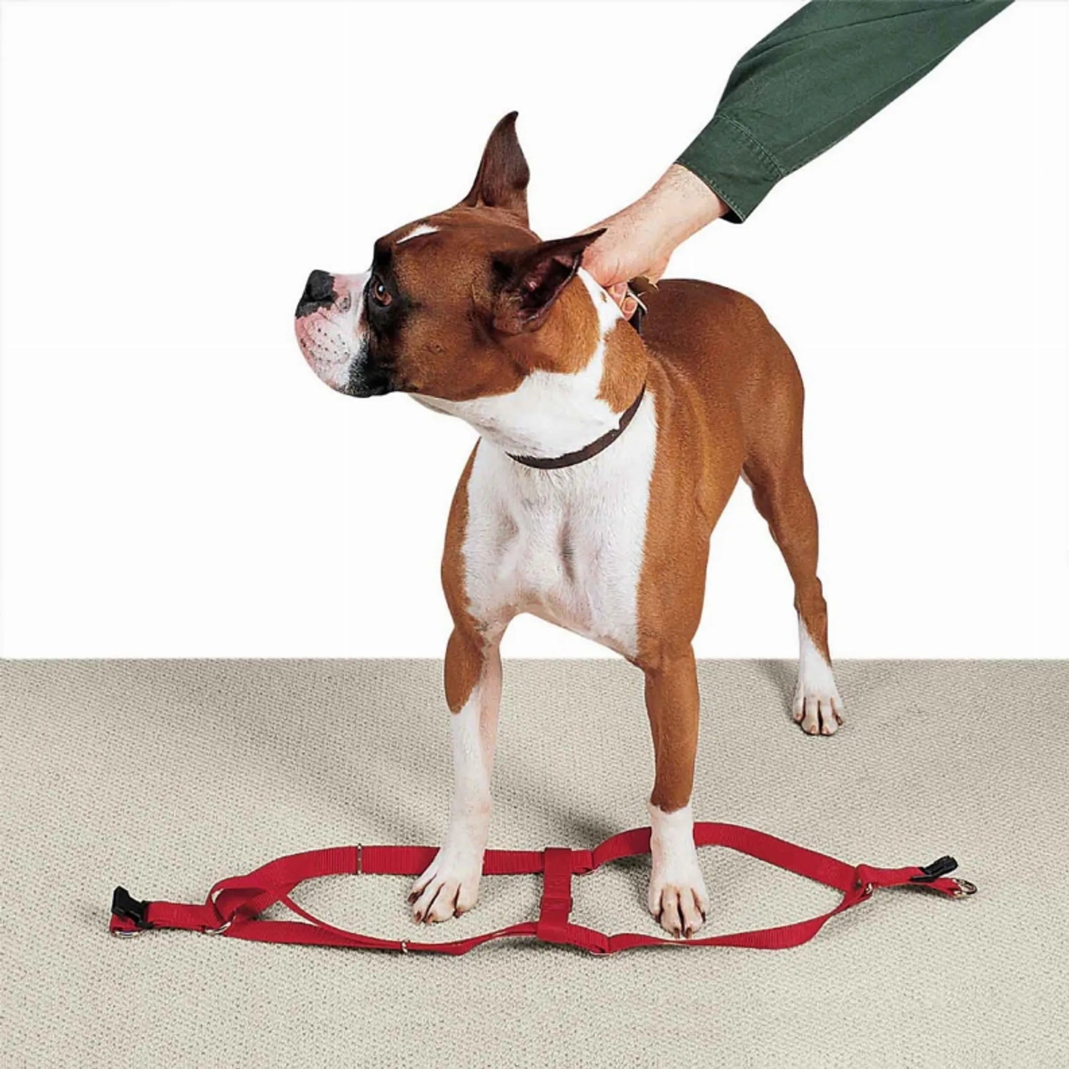 CC Nylon 2 Step Harness 15-25In Blk