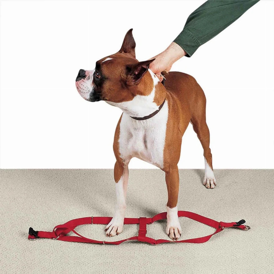 CC Nylon 2 Step Dog Harness 15-25 in Black, view 9