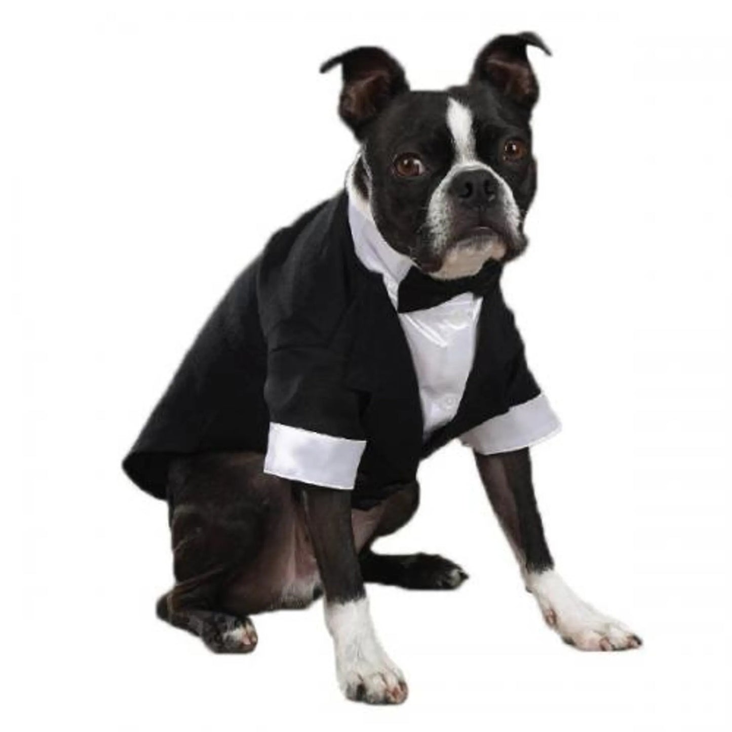 Dog wearing East Side Coll Yappily Ever After Groom Tux in black and white, sitting against a white background