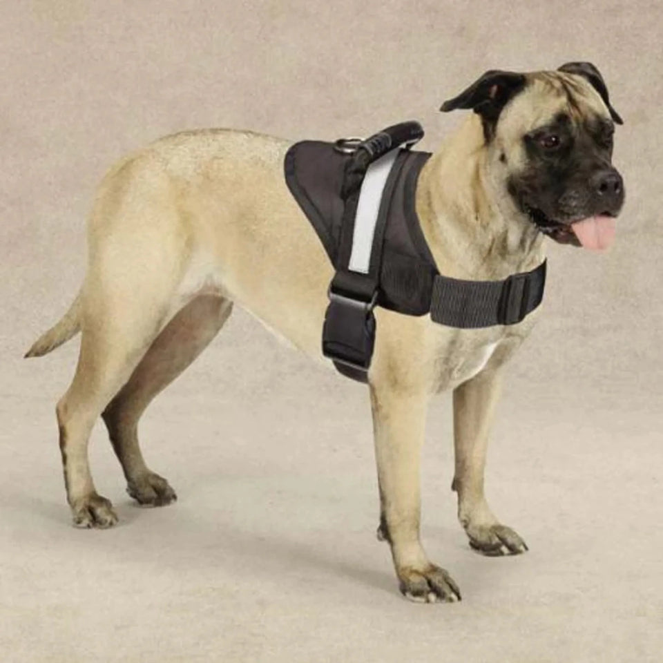 Guardian Gear Excursion Harnesses 36-46 in, view 5