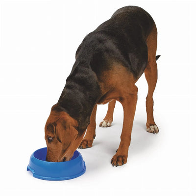 HiLo Small Single Feeder Dog Bowl, P901 for Small Dogs and Cats