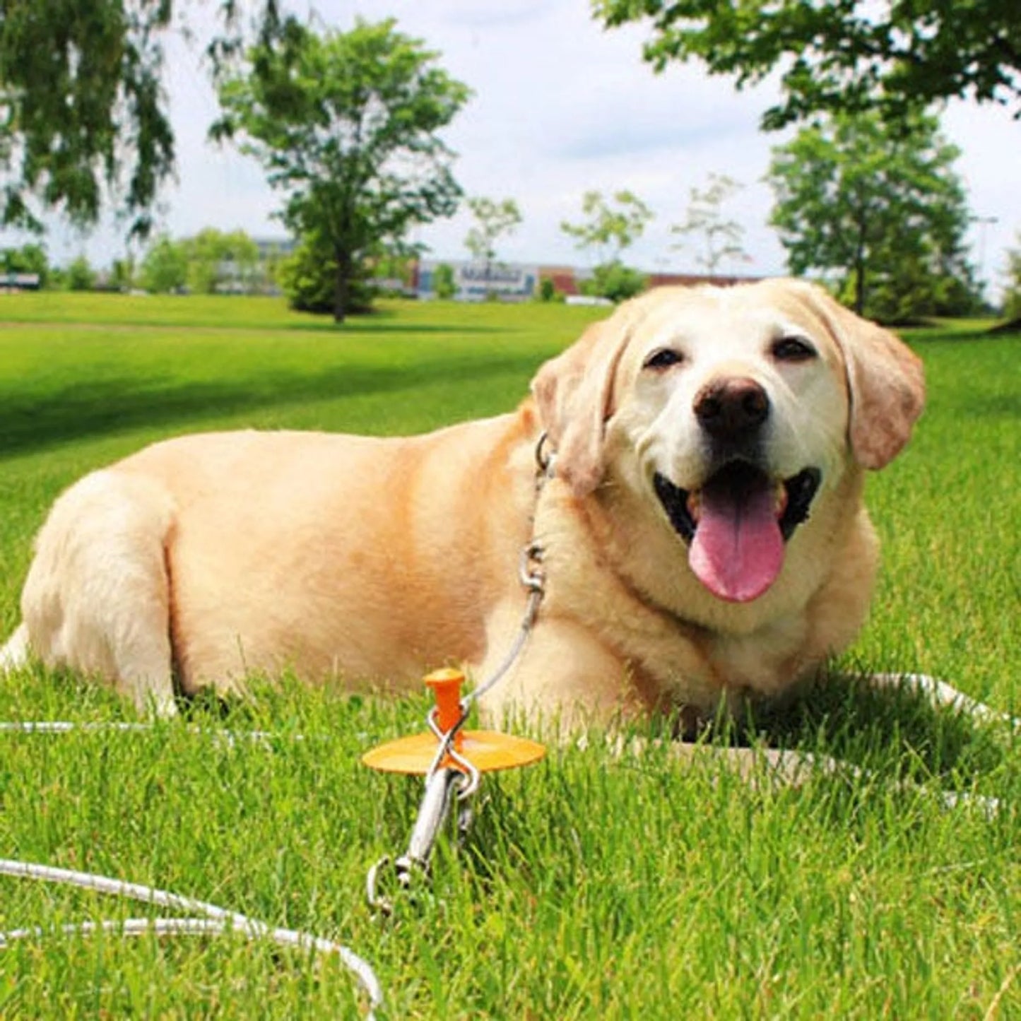 BP Tie - Out/Dome Stake Combo 30ft XL - Pets Perfect