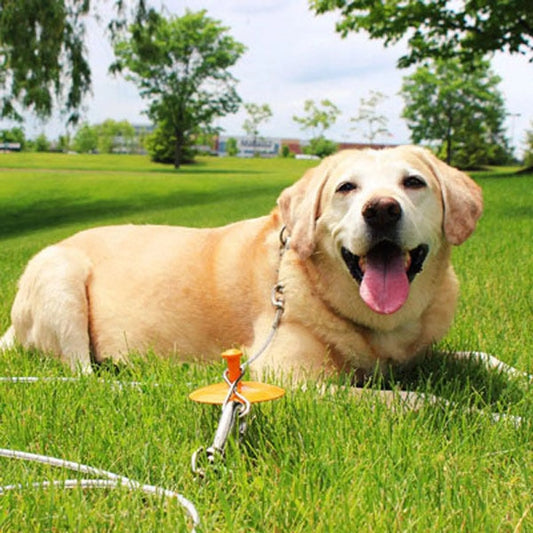 BP Tie - Out/Dome Stake Combo 30ft XL - Pets Perfect