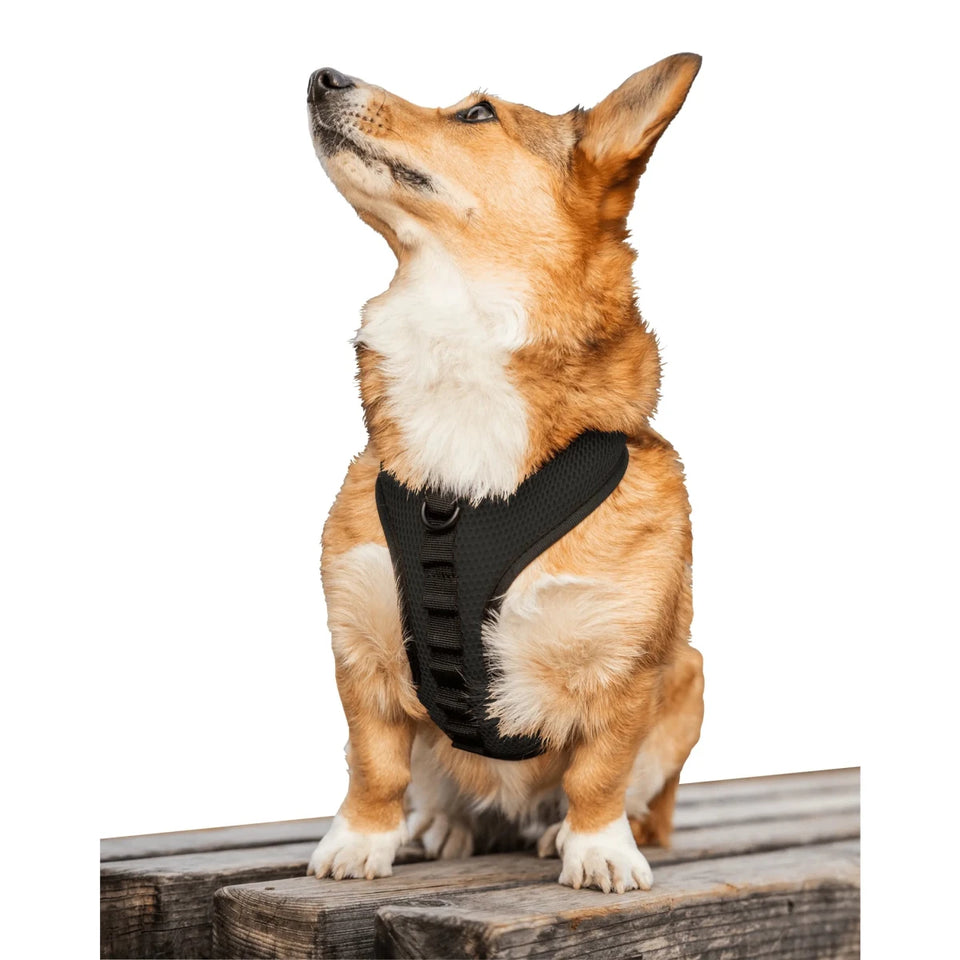 K9 Sport Dog Harness - Pets Perfect