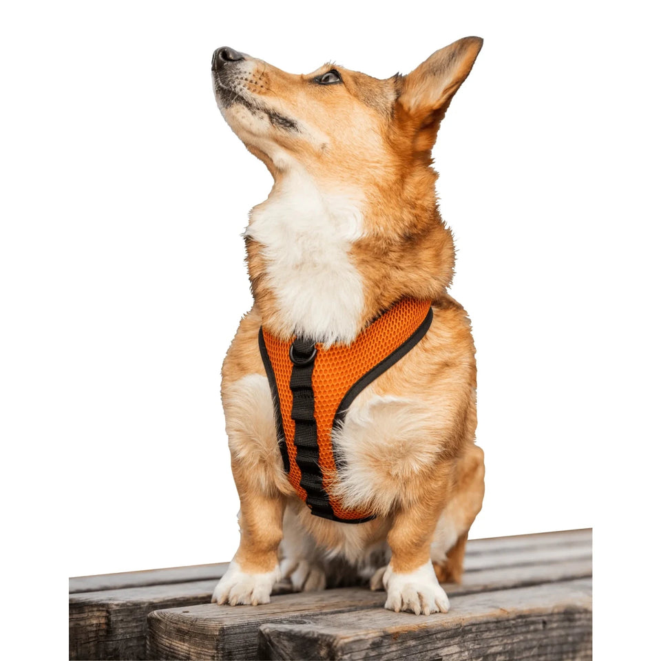 K9 Sport Dog Harness - Pets Perfect